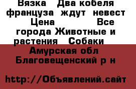  Вязка ! Два кобеля француза ,ждут  невест.. › Цена ­ 11 000 - Все города Животные и растения » Собаки   . Амурская обл.,Благовещенский р-н